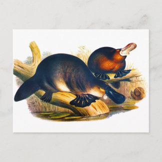 Cartão Postal Platypus