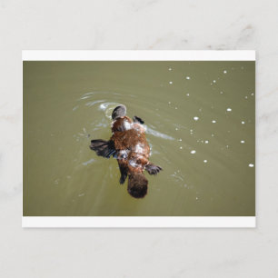 CARTÃO POSTAL PLATYPUS EUNGELLA NATIONAL PARK AUSTRÁLIA
