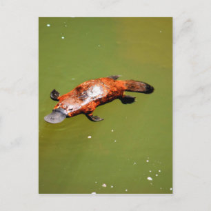CARTÃO POSTAL PLATYPUS EUNGELLA NATIONAL PARK AUSTRÁLIA