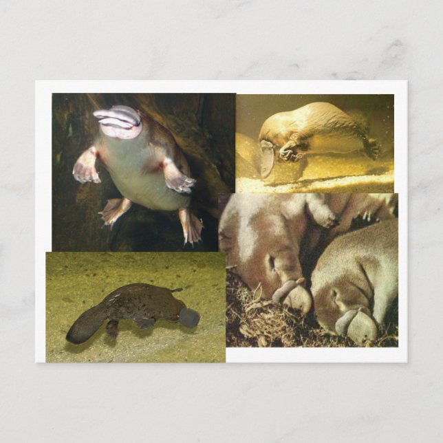 Cartão Postal Platypus Panorama (Frente)