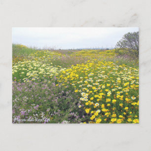 Cartão Postal Playa del Rey Wildflower - Mike Izzo