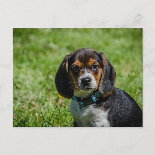 Cartão Postal Playful Pup na grama (Frente)