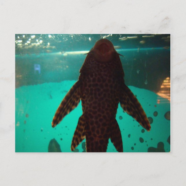 Cartão Postal Pleco (Frente)