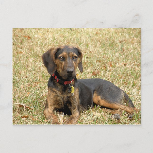 Cartão Postal Plott Hound (Frente)