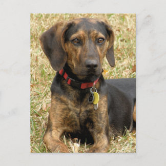 Cartão Postal Plott Hound