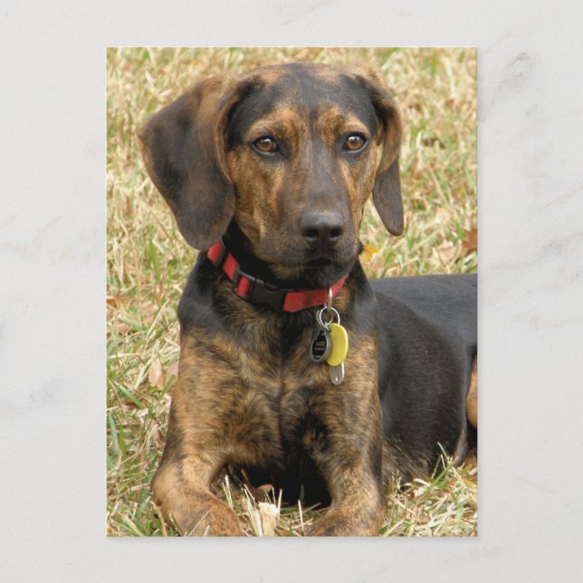Cartão Postal Plott Hound (Frente)