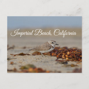 Cartão Postal Plover and Seaweed Imperial Beach, Califórnia