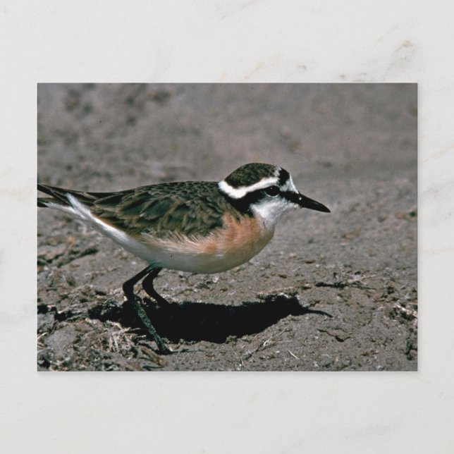 Cartão Postal Plover de Kittlitz (Frente)