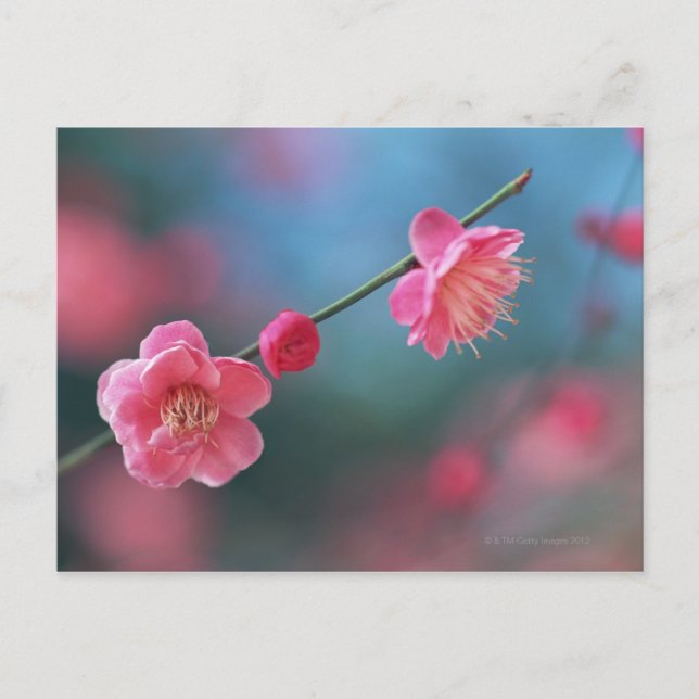 Cartão Postal Plum 4 japonês (Frente)