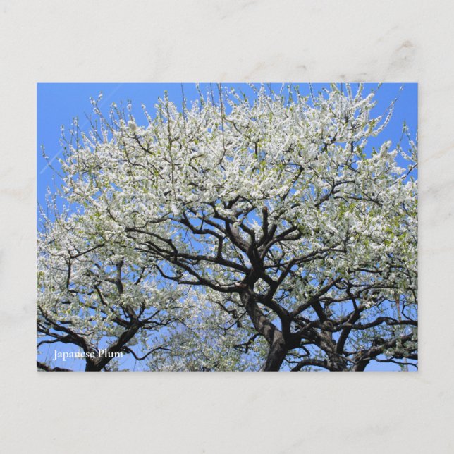 Cartão Postal Plum japonês [Cartão postal] (Frente)