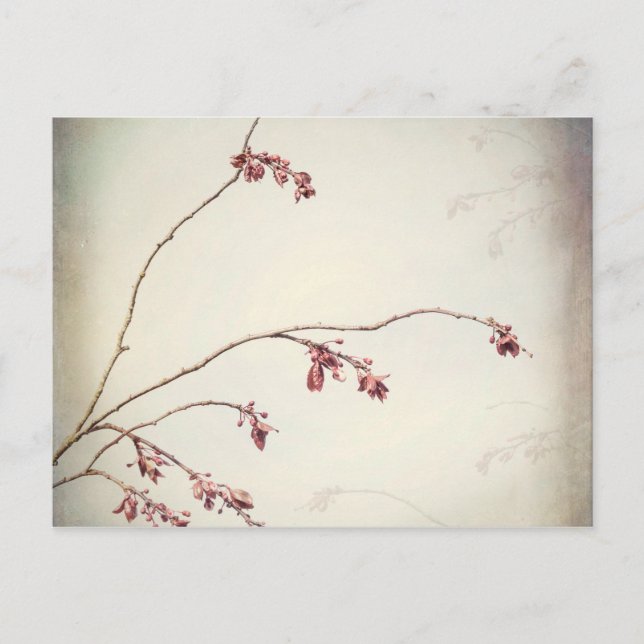 Cartão Postal Plum Tree Branch with Spring Buds | Seabeck, WA (Frente)