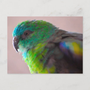 Cartão Postal Plumagem de papagaios coloridos707 PARROT BIRD TEA