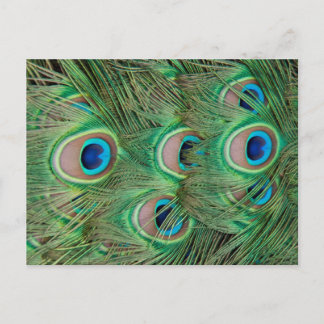 Cartão Postal Plumagem de peacock