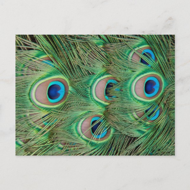 Cartão Postal Plumagem de peacock (Frente)