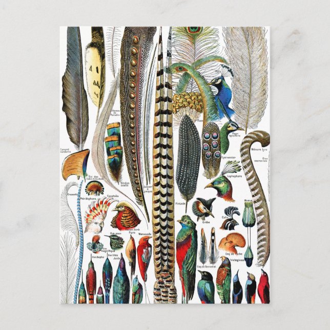 Cartão Postal Plumas por Adolphe Millot (Frente)