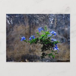 Cartão Postal Plumbago azul
