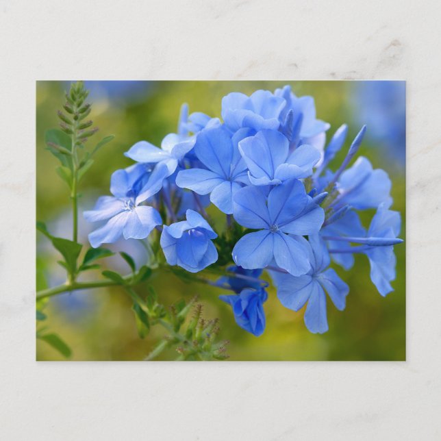 Cartão Postal Plumbago - Imagem de Flores Azuis de Verão (Frente)