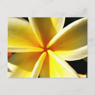 Cartão Postal plumeria