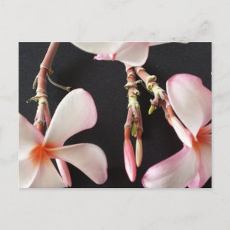 Cartão Postal Plumeria 2 - brainfarte educado