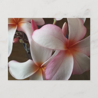 Cartão Postal Plumeria 3 - brainfarte educado