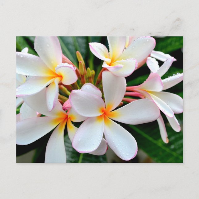 Cartão Postal Plumeria Branca (Frente)