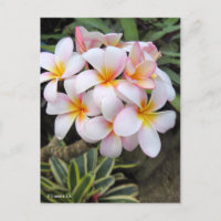 Plumeria [Cartão postal]