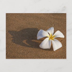 Cartão Postal Plumeria em praia arenosa, Maui, Havaí, EUA