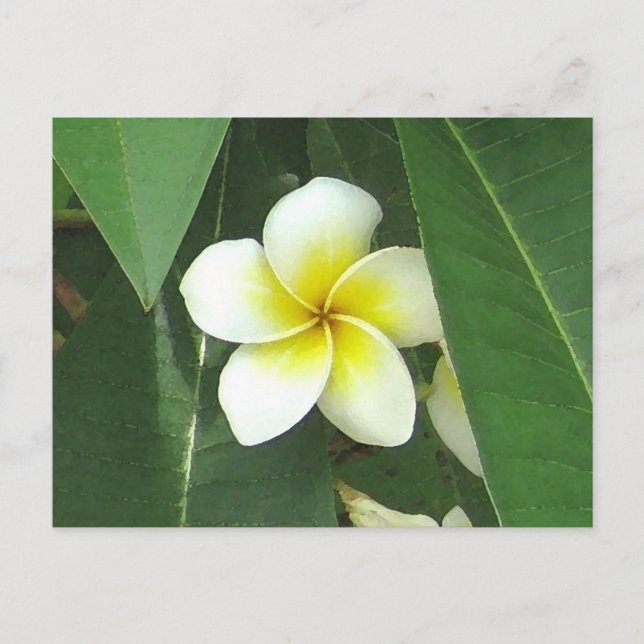 Cartão Postal Plumeria Extreme (Frente)