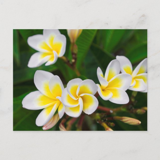 Cartão Postal Plumeria floresce perto, Havaí (Frente)