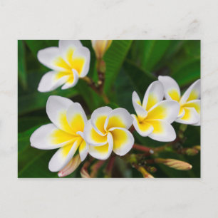 Cartão Postal Plumeria floresce perto, Havaí