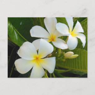Cartão Postal Plumeria Frangipani Havaí