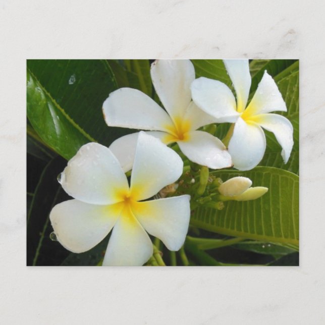 Cartão Postal Plumeria Frangipani Havaí (Frente)
