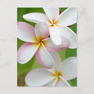 Cartão Postal Plumeria Frangipani Hawaii Flor Vazio Personalizad