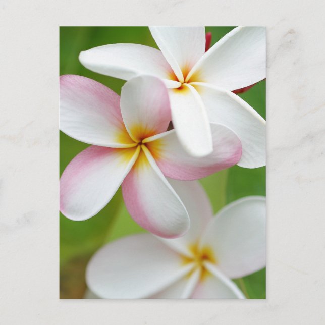 Cartão Postal Plumeria Frangipani Hawaii Flor Vazio Personalizad (Frente)