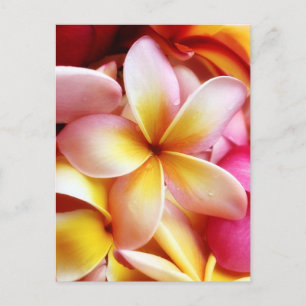 Cartão Postal Plumeria Frangipani Hawaii Flor Vazio Personalizad