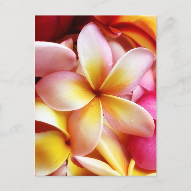 Cartão Postal Plumeria Frangipani Hawaii Flor Vazio Personalizad (Frente)