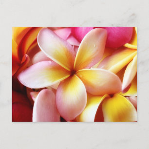 Cartão Postal Plumeria Frangipani Hawaii Flor Vazio Personalizad