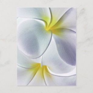 Cartão Postal Plumeria Frangipani Hawaii Flor Vazio Personalizad