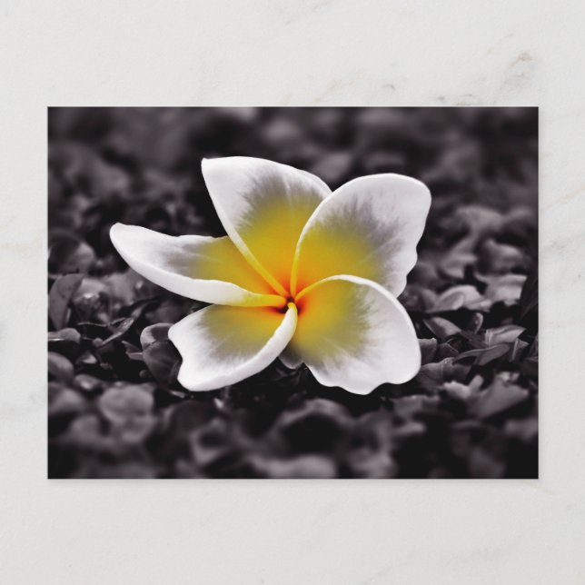 Cartão Postal Plumeria Frangipani Hawaii Flower (Frente)