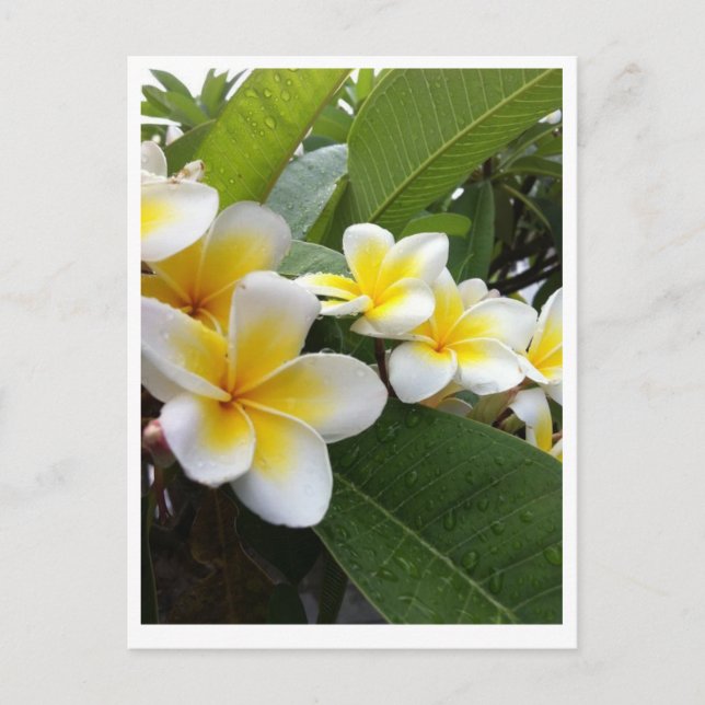 Cartão Postal Plumeria perfeita (Frente)