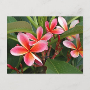 Cartão Postal Plumeria Postcard