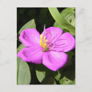 Cartão Postal Plumeria Poster Faux Canvas, Rosa Havaiana, Imprim