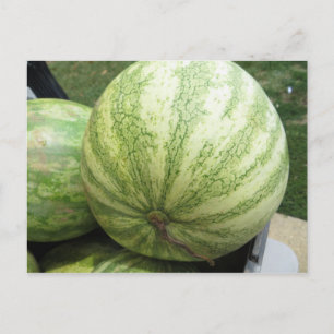 Cartão Postal Plump Melon