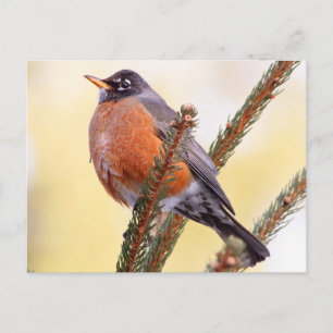 Cartão Postal Plump Robin