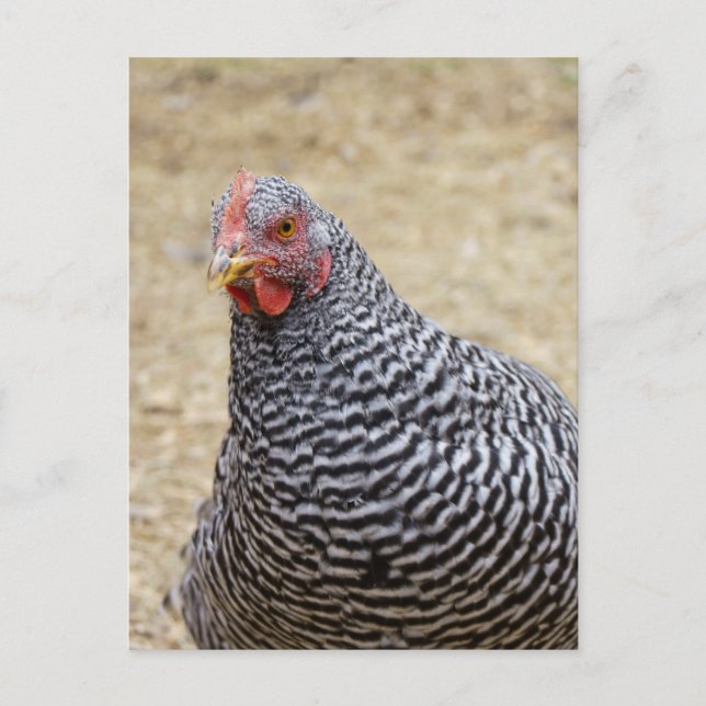 Cartão Postal Plymouth Barred Rock Hen Fotografia (Frente)
