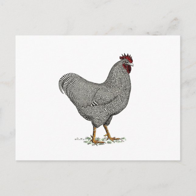 Cartão Postal Plymouth Rock Chicken Drawing (Frente)