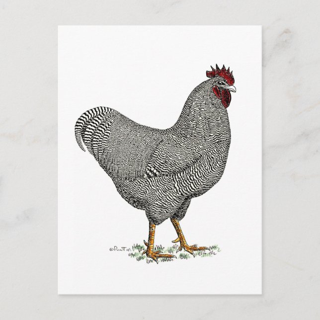 Cartão Postal Plymouth Rock Chicken Drawing (Frente)
