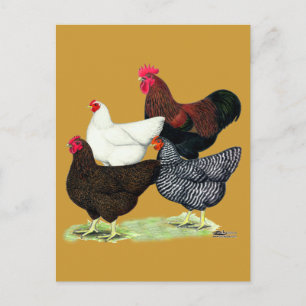 Cartão Postal Plymouth Rock Quartet