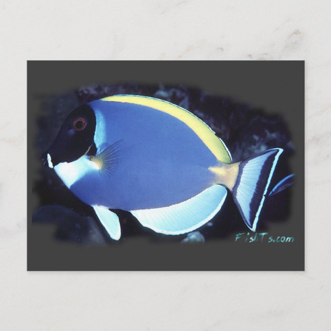 Cartão Postal Pó Blue Tang (Frente)