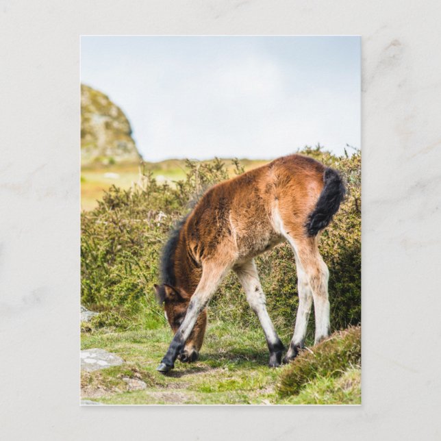 Cartão Postal Poal de pônei Dartmoor em frente a Haytor rock uk (Frente)